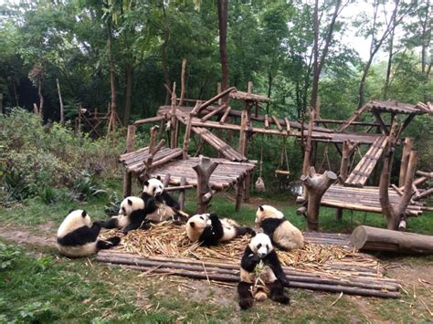 Visiting The Giant Panda Research Centre Chengdu Frugal Travellers