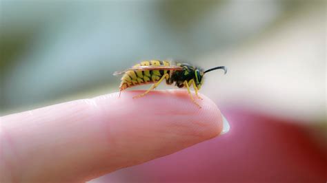 How To Treat A Bee Sting Goodrx