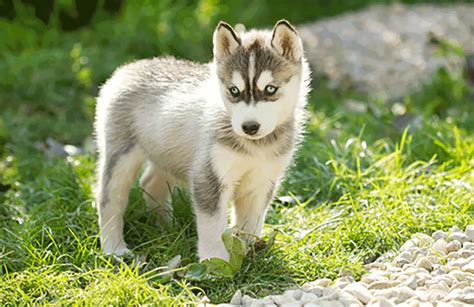 Miniature Siberian Huskies