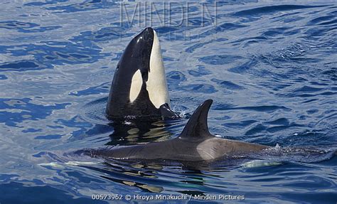 Orca Stock Photo Minden Pictures