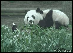 Panda Gif