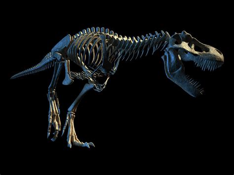 Tyrannosaurus Rex Skeleton Photograph By Leonello Calvetti