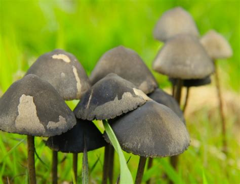 Psychedelic Mushrooms Could Be The Next Breakthrough Treatment For ...