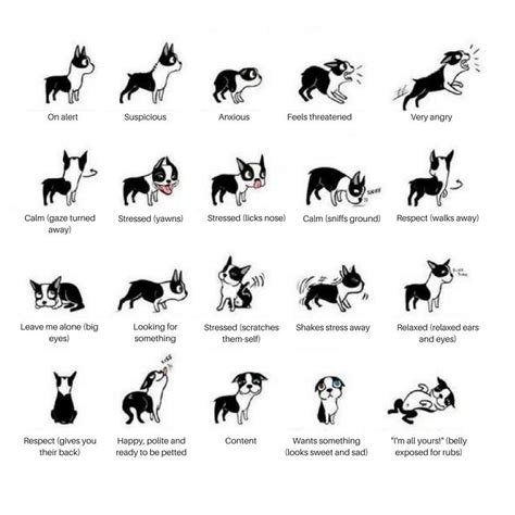 How Do You Read A Dogs Body Language
