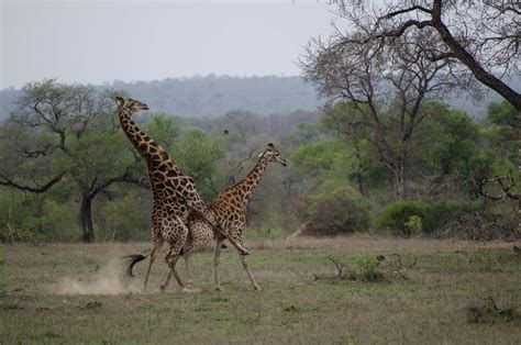 11mike L Giraffe Mating Sabi Sabi Private Game Reserve Blog