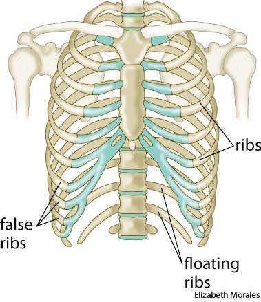 Bruised ribs usually cause a bump and skin discoloration in the area where the blood vessels were ruptured. Rib cage dictionary definition | rib cage defined