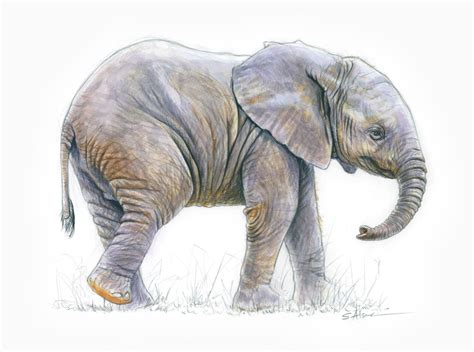 Ptit Elephant 2 Dessin à Laquarelle Dun Bébé éléphant