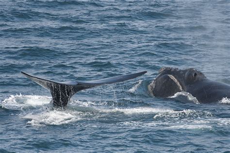 Four Endangered North Pacific Right Whales Spotted In The Gulf Of