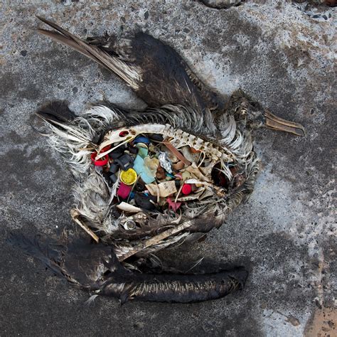 Top 133 Animals Dying Due To Plastic