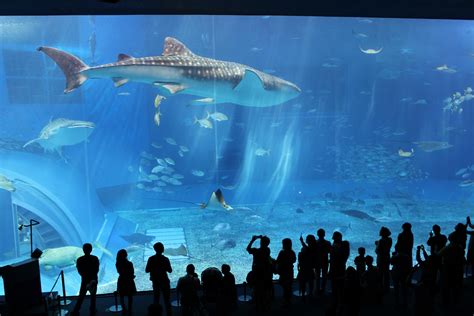 Okinawa Aquarium Churaumi Japan Tourism