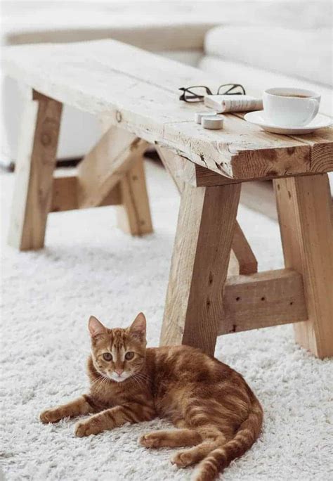 Bites and Stings and Your Cat