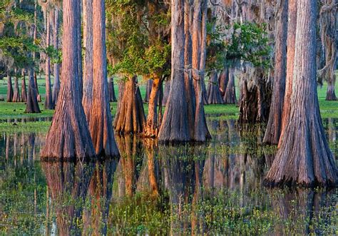 Cypress Trees In Florida Cypress Swamp On Cattle Ranch Near