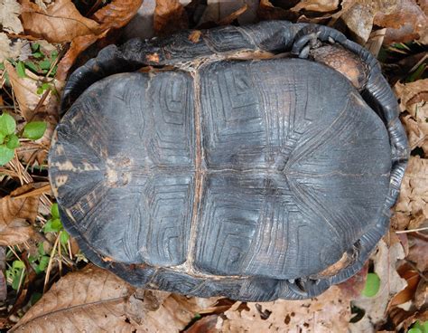 Teenage mutant ninja turtles® and related is registered trademarks of mirage studios usa; Woodland Box Turtle