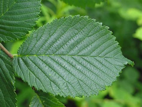 Wych Elm Ulmus Glabra How To Identify Wych Elm