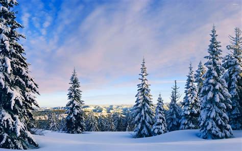 Snowy Pine Trees Rising Towards The Sky Wallpaper Nature
