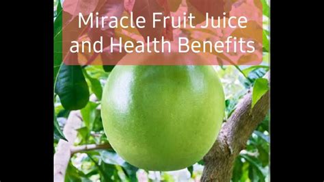 How To Make Miracle Fruit Juice Benefits From Miracle Fruit