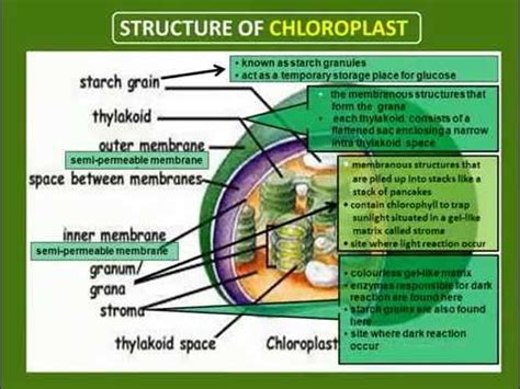 Text of form 4 biology chapter 6. BIOLOGY : CHAPTER 6-NUTRITION - YouTube