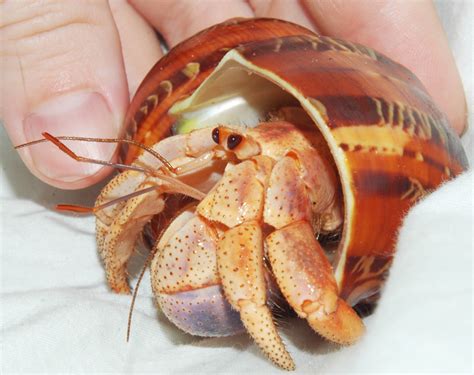 The hermit crab young will start out as larvae. How to Care for a Molting Hermit Crab | PetHelpful