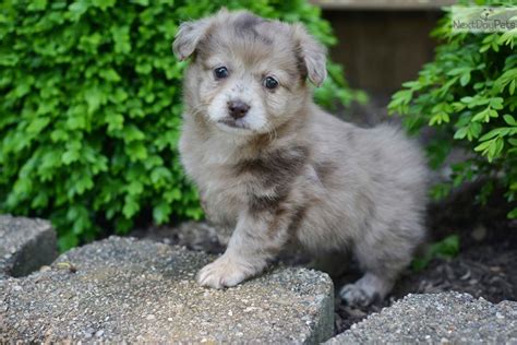 Poma Poo Pomapoo Puppy For Sale Near Cleveland Ohio Bdbb0342 A3e1