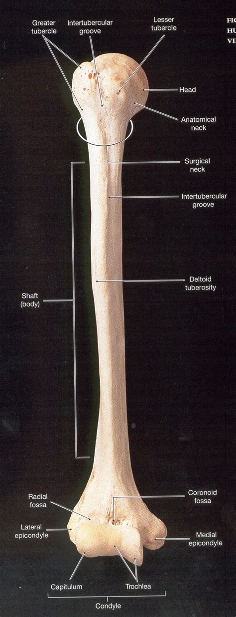 12 photos of the labelled diagram of radius bone. humerus labeled - Google Search | Human anatomy and ...