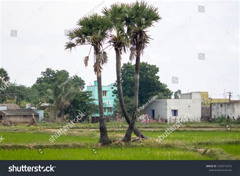 Indian Palm Tree Paddy Field Rural Stock Photo 1250714272 Shutterstock