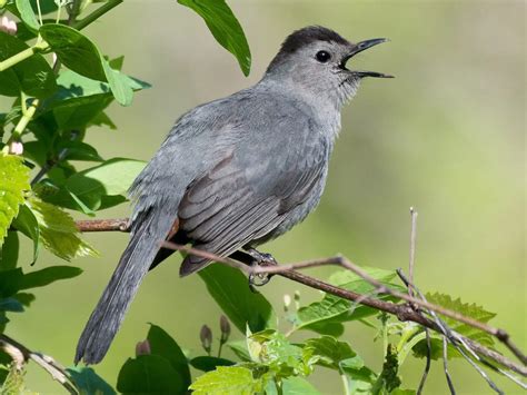 Birds Of Vermont 10 Chirpers Of The Green Mountain State Love The Birds