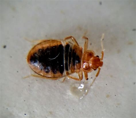 Are You Anemic It May Be Bedbugs
