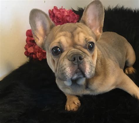 Our Frenchie Girls - MIDWEST FRENCHIES