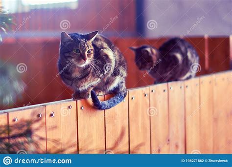 Two Tabby Cats Sitting On A High Fence Close Up Stock