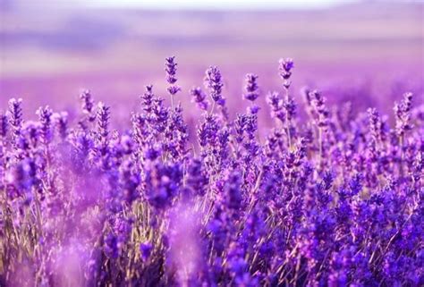 Gambar Bunga Lavender Yang Cantik Ar Production