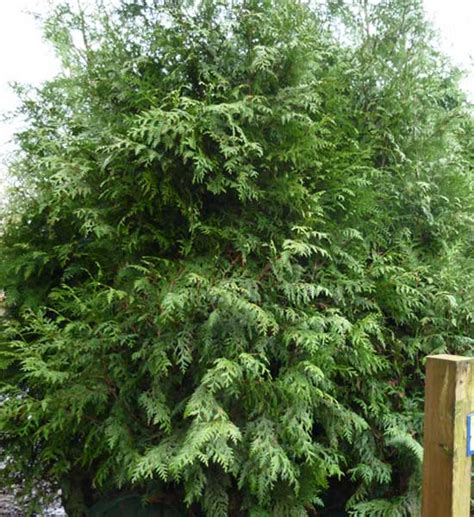 Hedging Cedar Trees Port Kells Nurseries