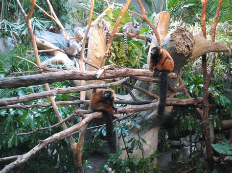 Tropics Trail Ring Tailed And Red Ruffed Lemurs Exhibit Zoochat