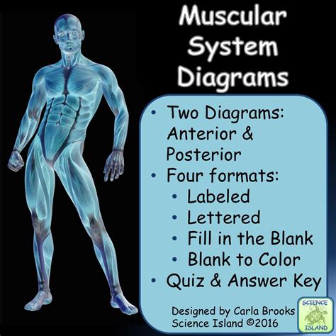 The muscles of the back can be divided in three main groups acc. Muscular System Diagrams: Study, Label, Quiz & Color | Muscular system, Anatomy, physiology quiz ...