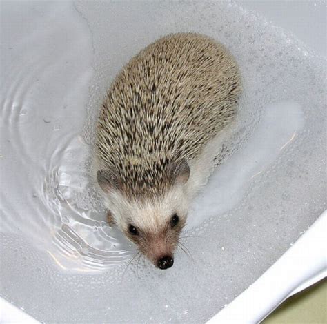 You can bathe your hedgehog in a sink or tub in your home. Hedgehogs Taking Bath (30 pics)
