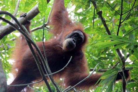 Sumatra Sumatra Wildlife Trekking Authentic Indonesia Travel Agency