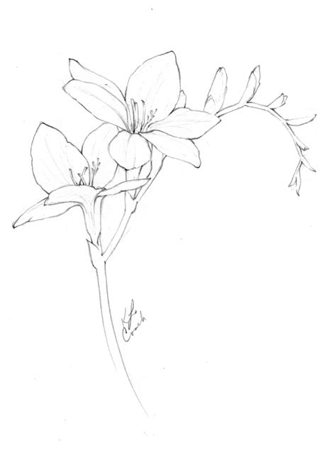 See more ideas about drawings, flower line drawings, flower drawing. Flower Drawings | Floral drawing, Plant drawing, Freesia ...
