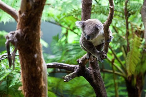 Koala At Taronga Zoo Photograph By Richard Ianson Fine Art America