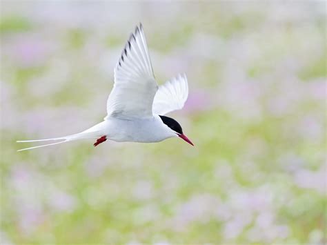 Arctic Tern Migration A Complete Guide Birdfact