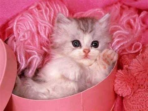 Adorable Kitten In The Pink Yarn Cute Kitten  Little Kittens Cute