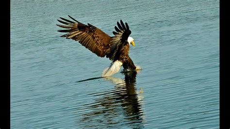 Bald Eagle Fishing At Bass Lake Ca Youtube