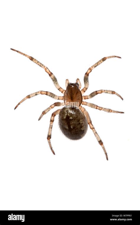 Representative Of The Cobweb Spider Theridiidae In Crete Greece