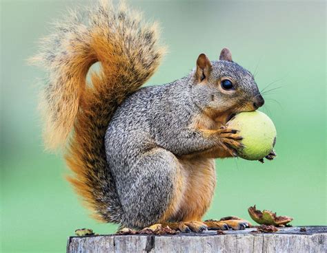 Better Squirrel Habitat Missouri Department Of Conservation