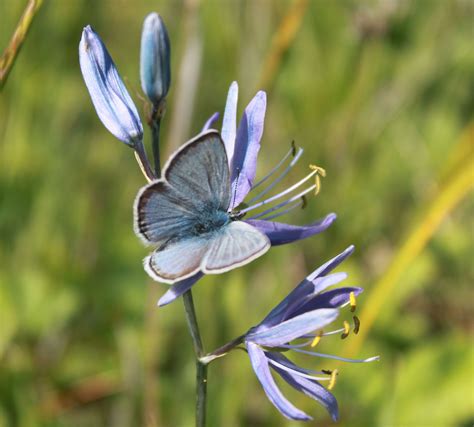 Fenders Blue Butterfly On Camas Conservation Biology Lab Washington