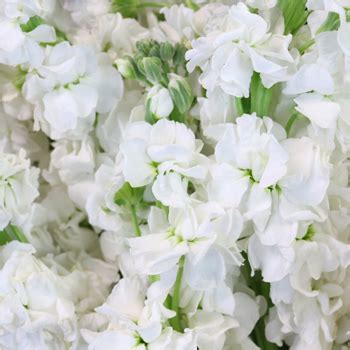 White camellia flower pictures_white japanese flowers photo. Stock White Flower