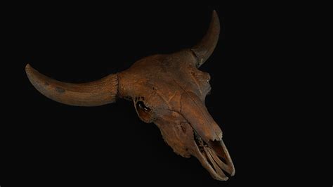 Bison Antiquus Science Museum Of Minnesota