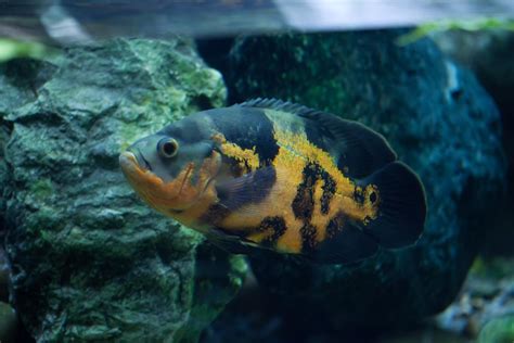 Oscar fish occur in three different variations: Oscar Fish Behavior - Pet Ponder