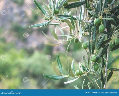 Olive Tree Branches Leaf And Olives Stock Image Image Of Harvest Passion 155153961