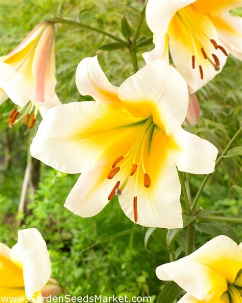 Tree Lily Miss Peculiar Garden Seeds Market Free Shipping