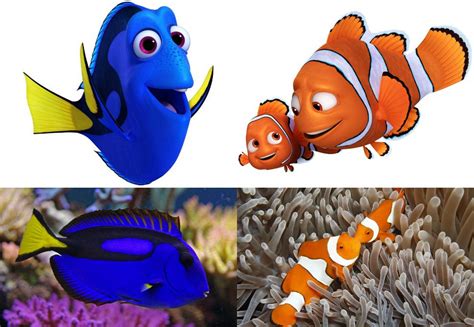 Meet The Real Animals Behind Finding Dory Mnn Mother Nature Network