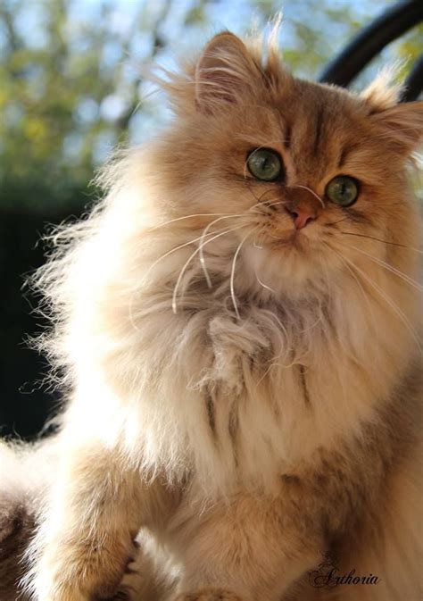These similarities are not by accident: British Longhair - Black Golden Ticked - #cat #chat # ...